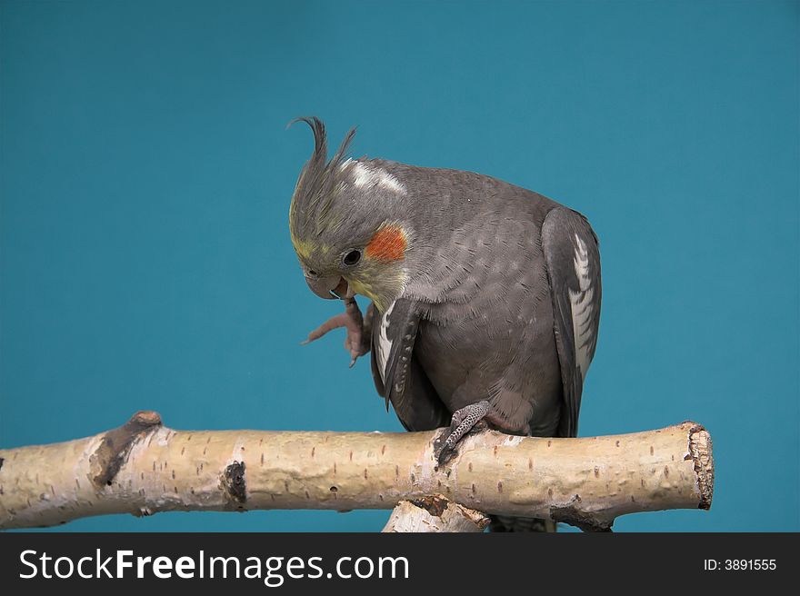 Cockatiel, blue background, birch tree