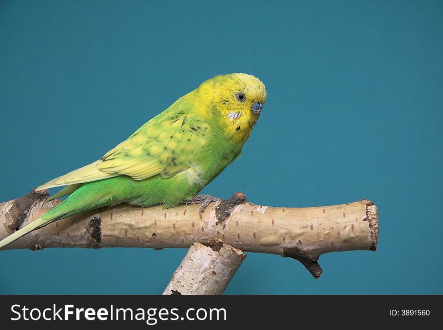 Parakeet, blue background, birch tree