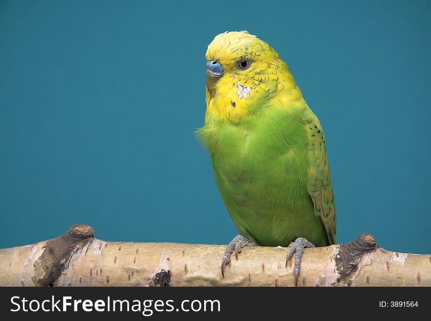 Parakeet, blue background, birch tree