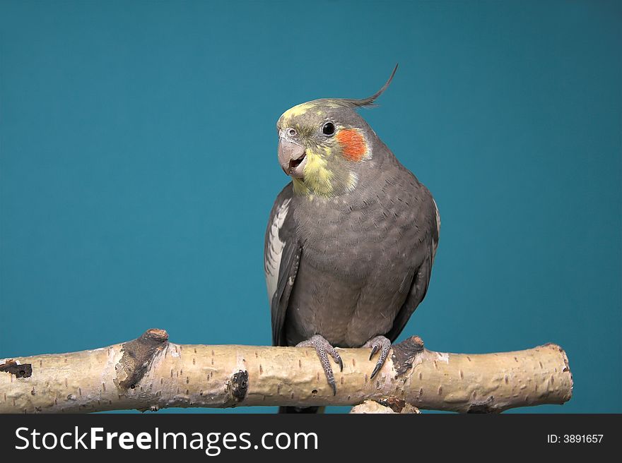 Cockatiel, blue background, birch tree