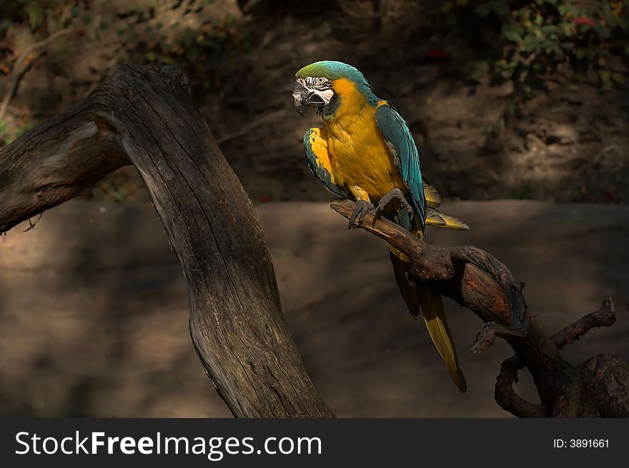 Ara Ararauna from Czech ZOO