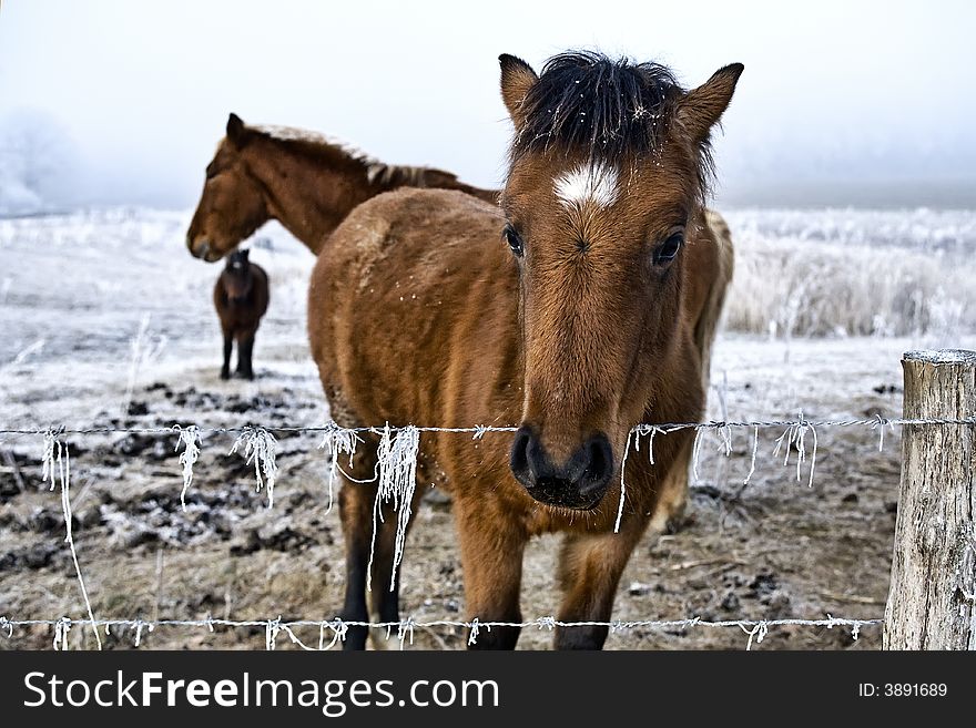 Three horses in the snow in a winter white meadow. Three horses in the snow in a winter white meadow