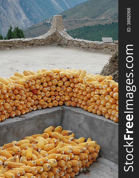 A lot of corns are cumulated on a roof. A lot of corns are cumulated on a roof.