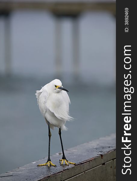 Snowy egret perched on a pier on a windy California day.