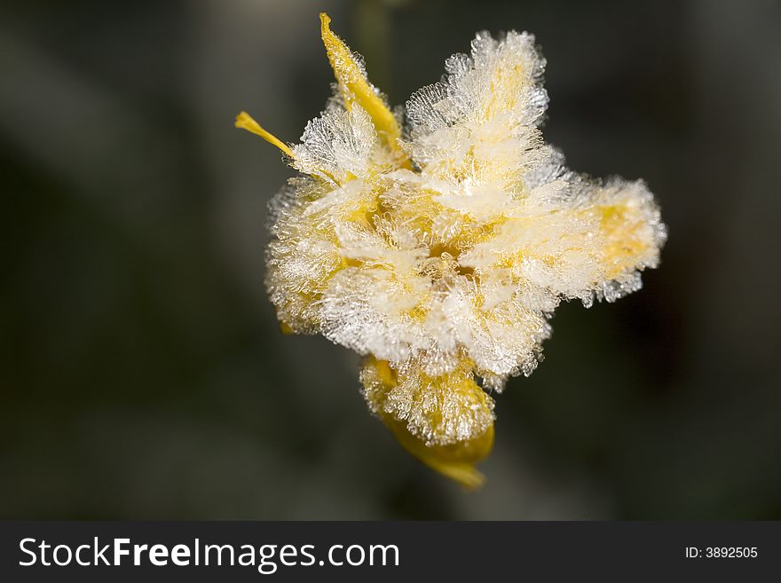 Yellow flower covered with frost crystals