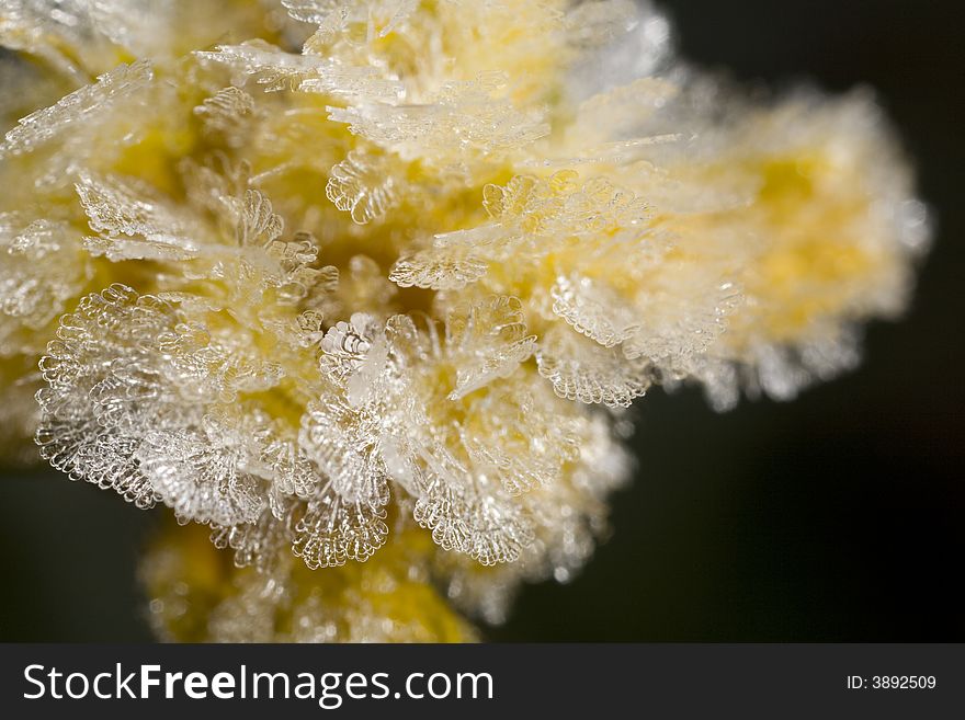 Closeup of frost crystals on yellow flower. Closeup of frost crystals on yellow flower