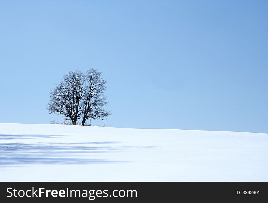 Lonely tree and ice desert, Russia. Lonely tree and ice desert, Russia