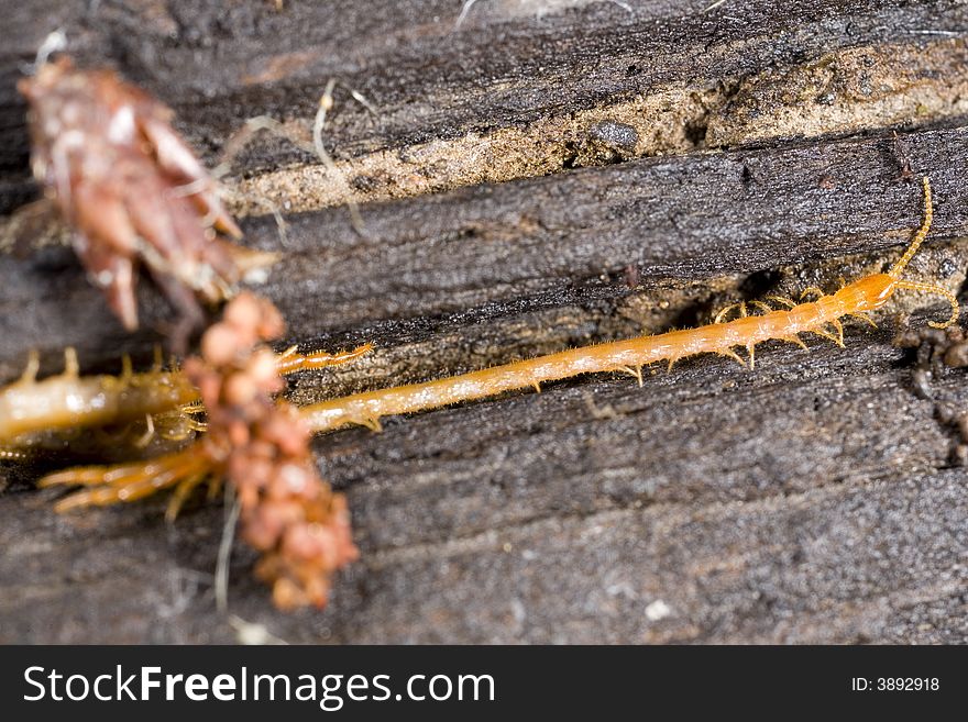 Closeup of a garden centipede