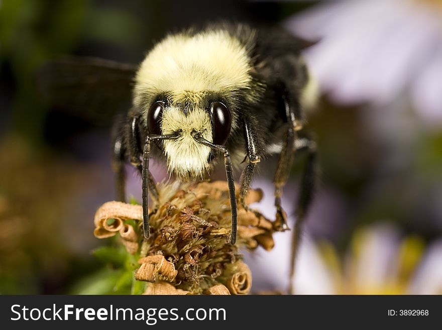 Closeup of a bumblebee perched on a flower