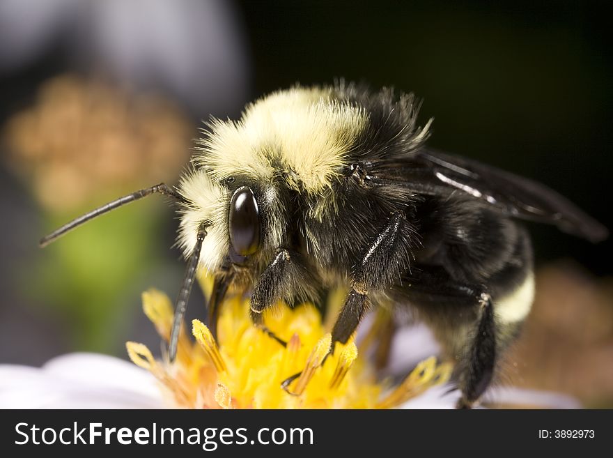 Bumblebee Gathering Pollen