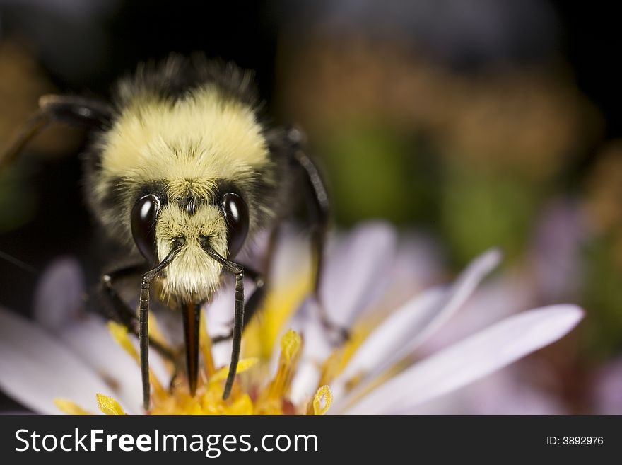 Closeup of bumblebee licking pollen
