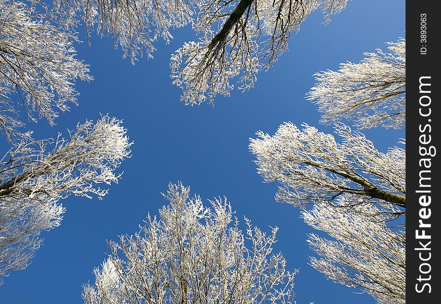 Picture of hoar frosted trees against a blue sky. Picture of hoar frosted trees against a blue sky