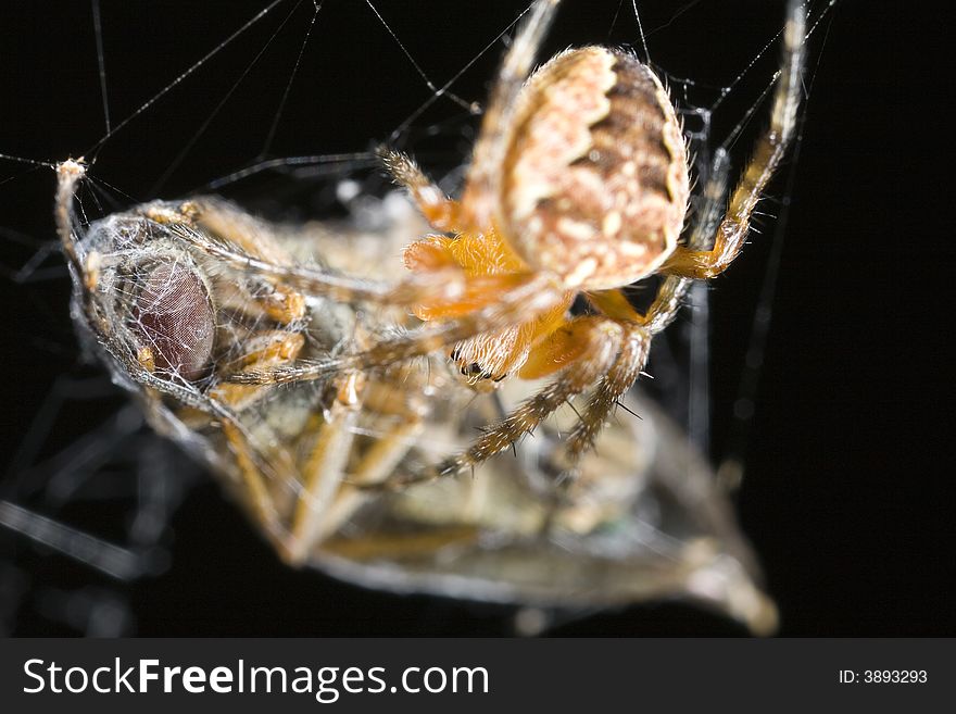 Orb weaver spider with prey. Orb weaver spider with prey