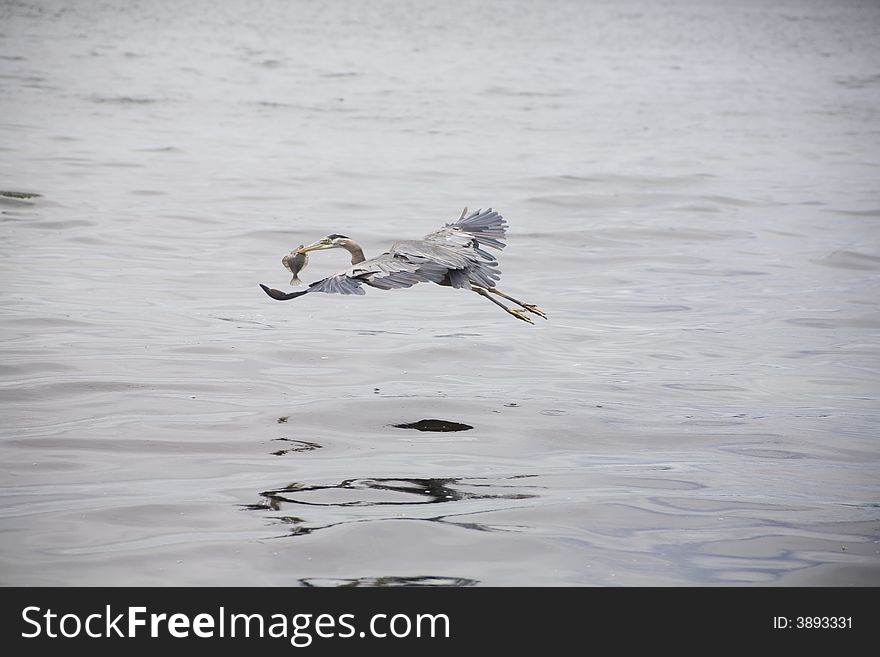 Great blue heron flying with caught fish. Great blue heron flying with caught fish