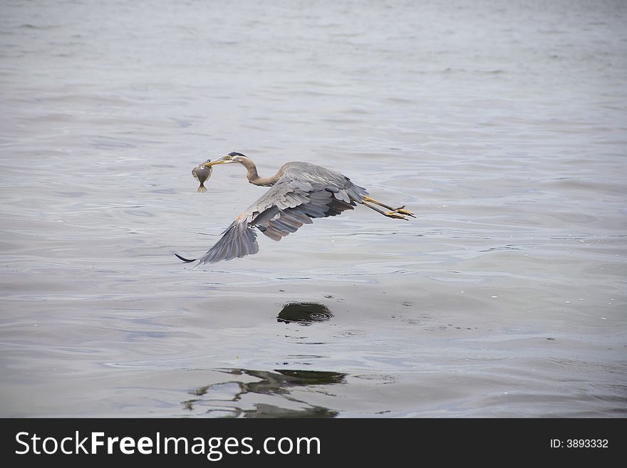 Great blue heron flying with newly caught fish. Great blue heron flying with newly caught fish