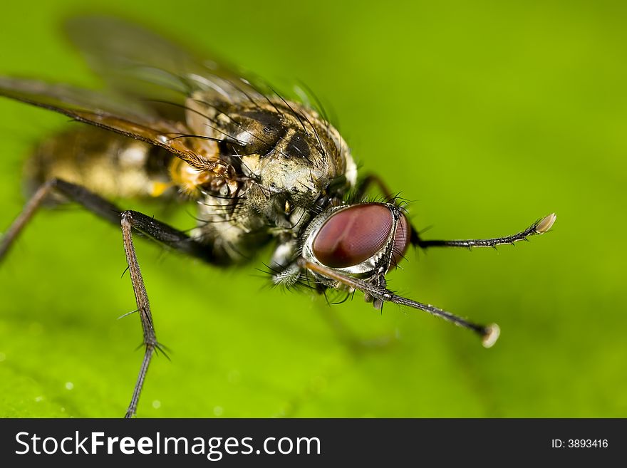 Portrait of a fly scratching itself