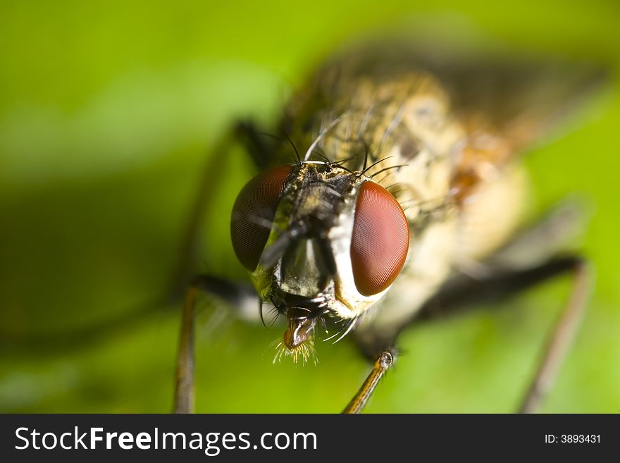 Fly portrait with eyes and tongue