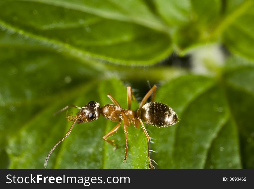 Red Ant Perched On Leaf