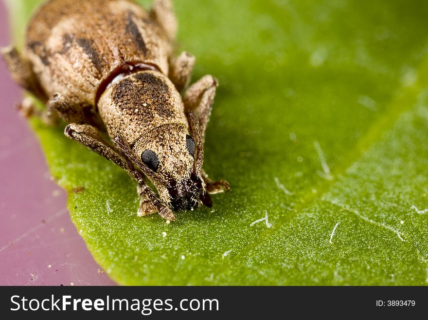 Closeup of weevil resting on leaf