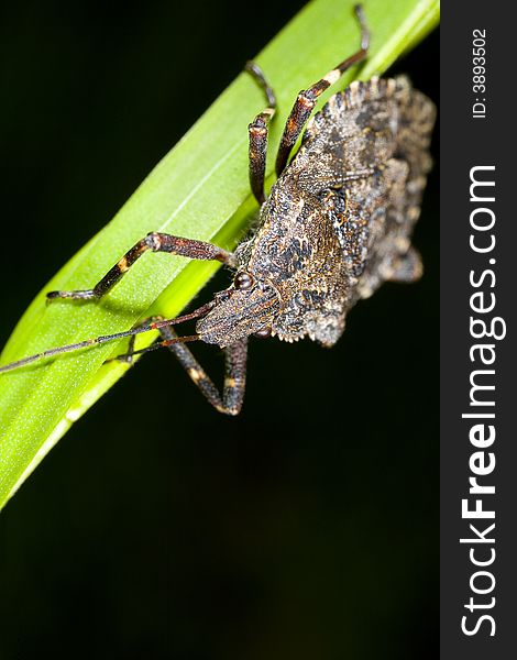 Brown stink bug on blade of grass