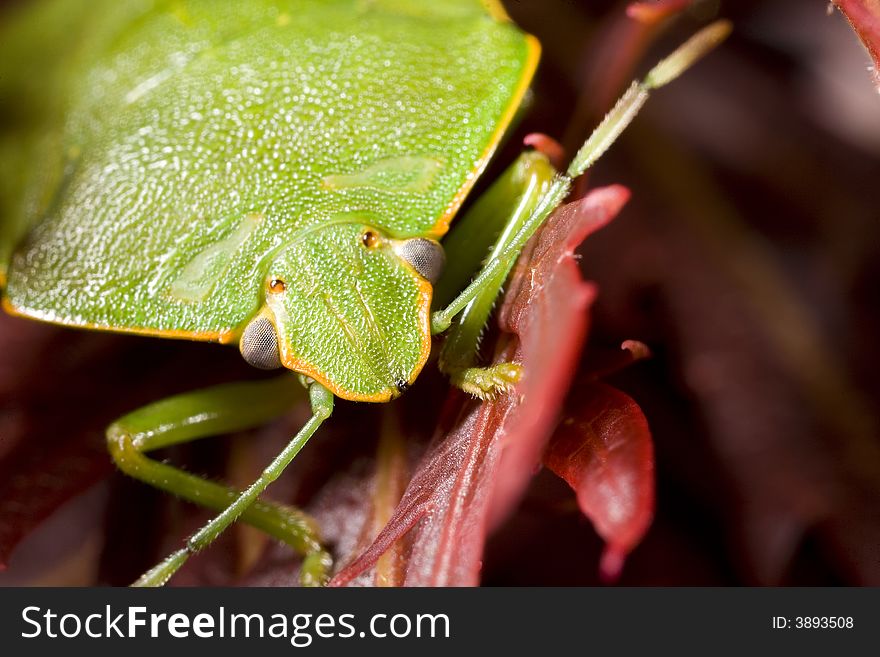 Closeup of green stink bug