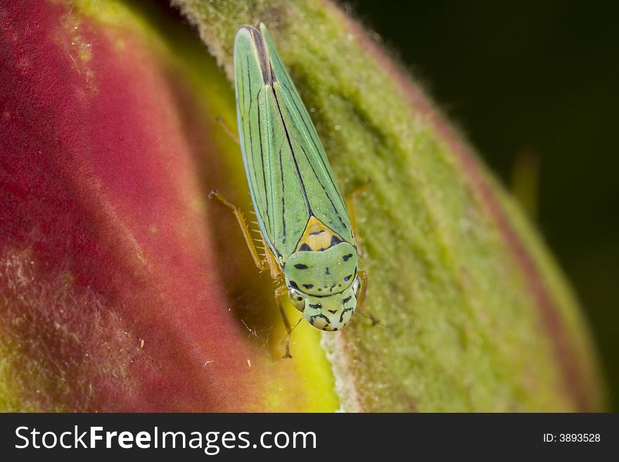 Closeup of Leafhopper - a common garden pest that can cause wilting in plants