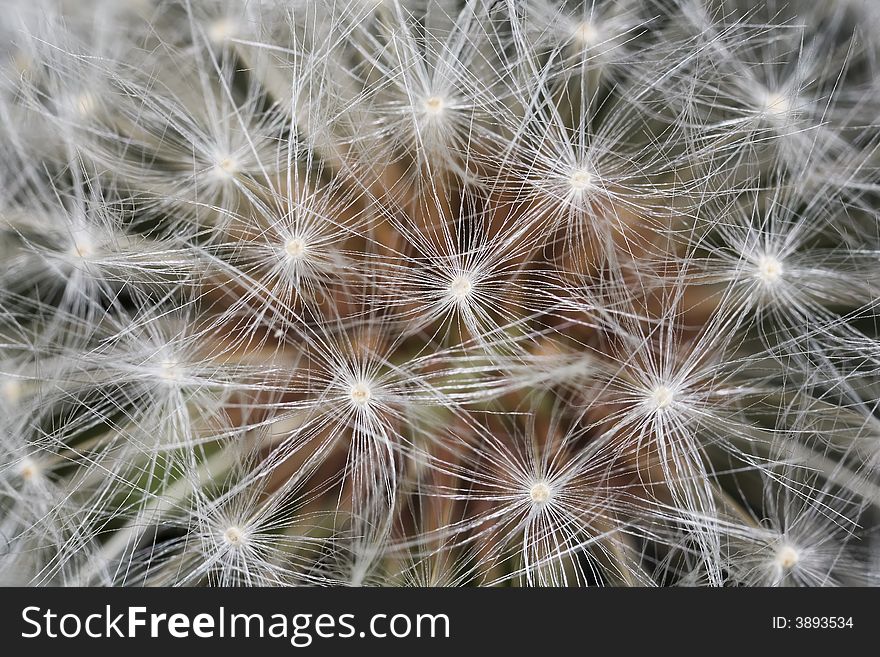 Closeup of dandelion, ready to send off seeds