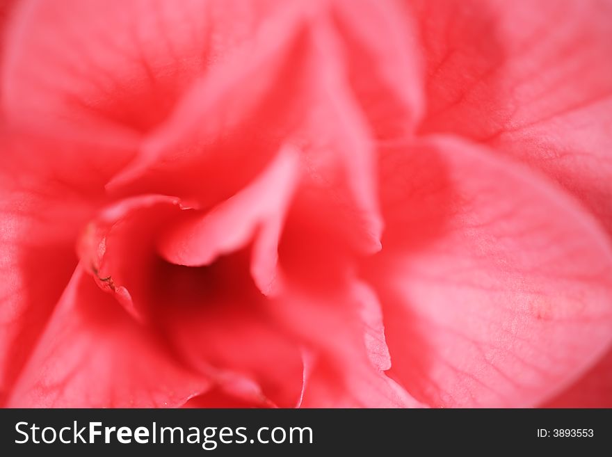 Abstract Camelia Up Close