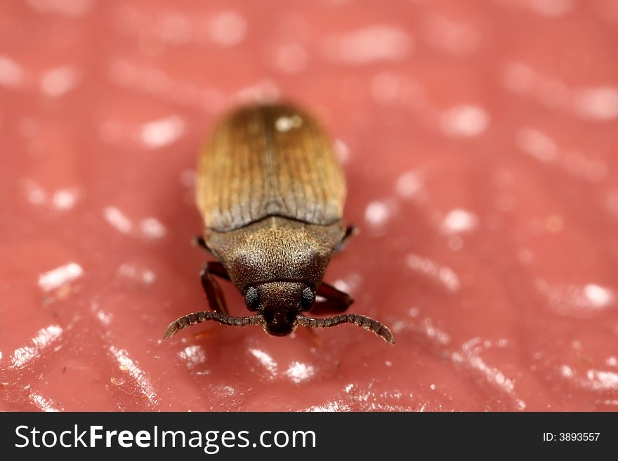 Closeup of a weevil