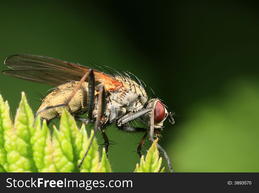 Closeup of a garden fly perched on a leaf