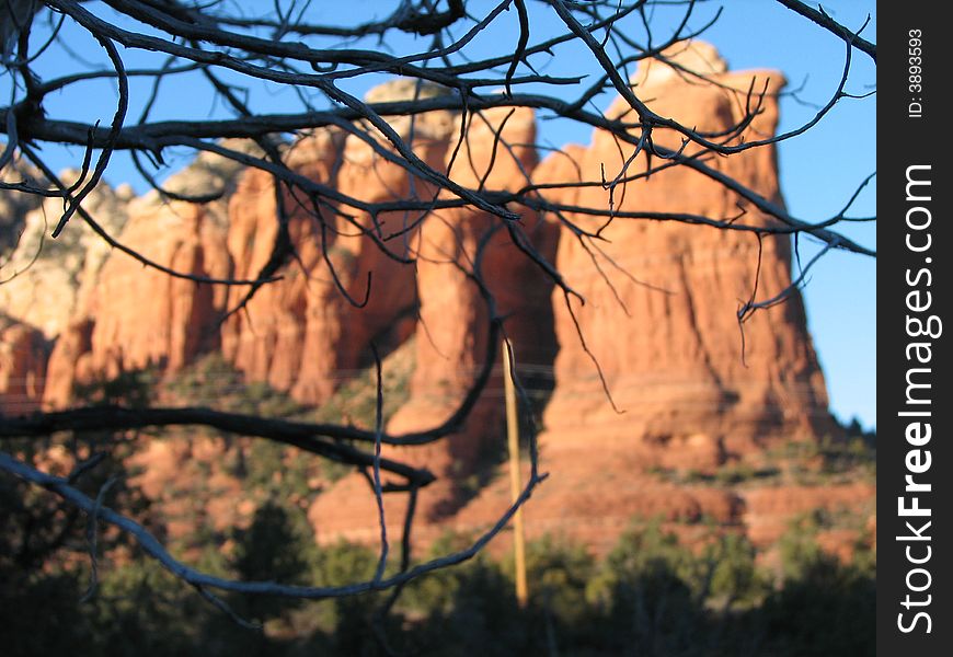 Peeking through the branchs of a shaggy bark juniper tree we see sedona's famous chickenhead rock, also called coffepot. Peeking through the branchs of a shaggy bark juniper tree we see sedona's famous chickenhead rock, also called coffepot.