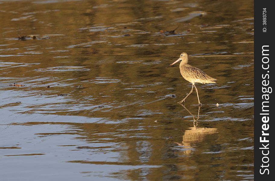 A Marbled Godwit a member of the Sandpiper family of birds walking across the beach and the water with reflections. A Marbled Godwit a member of the Sandpiper family of birds walking across the beach and the water with reflections