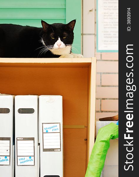 A lazy black cat laying on a shelf.