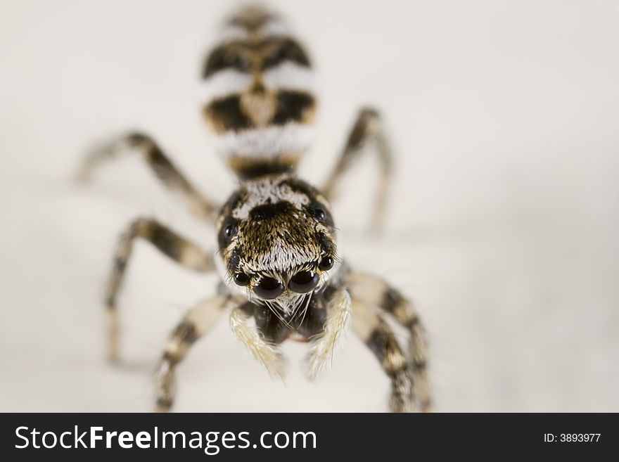 Closeup of a jumping spider