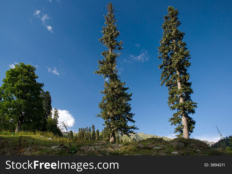 Two pines on the blue sky