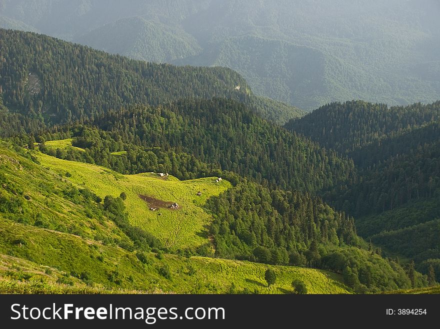 Green meadow in mountains in summer