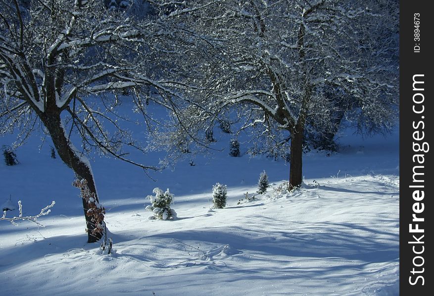 Two biger trees and some small ones in mountain under snow. Two biger trees and some small ones in mountain under snow