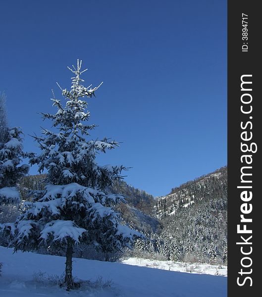 One pine tree in front and distanced mountain scenery in back. One pine tree in front and distanced mountain scenery in back