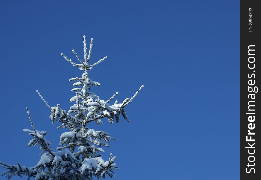 Pine tree top under the blue sky in winter time. Pine tree top under the blue sky in winter time