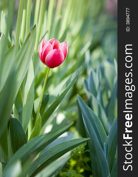 The close-up of  tulip with blurred backgrounds. The close-up of  tulip with blurred backgrounds