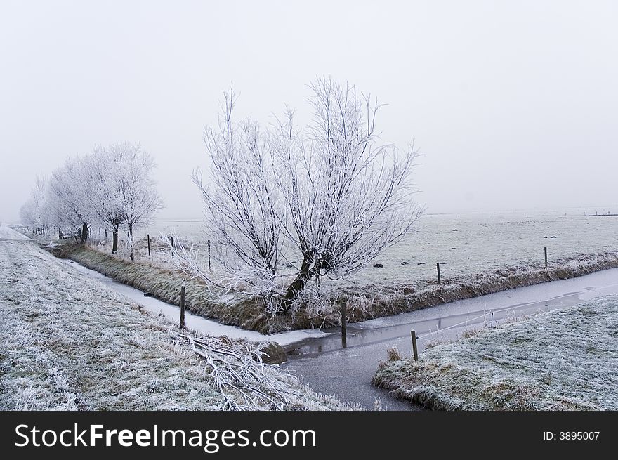 A frozen field and trees with frozen twigs. A frozen field and trees with frozen twigs