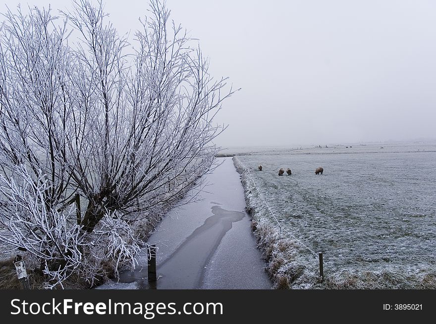 A frozen field and trees with frozen twigs. A frozen field and trees with frozen twigs