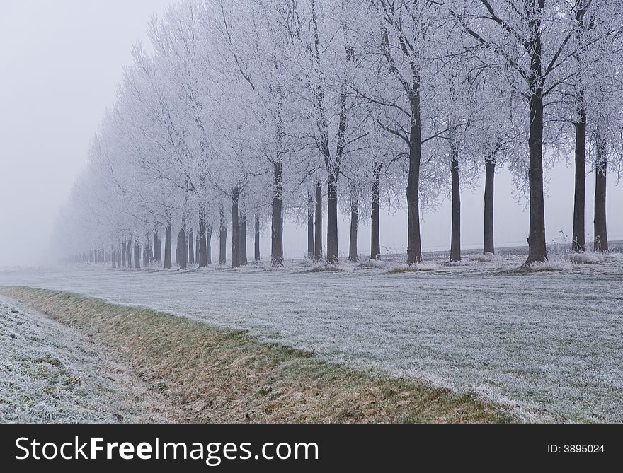 A frozen field and trees with frozen twigs. A frozen field and trees with frozen twigs