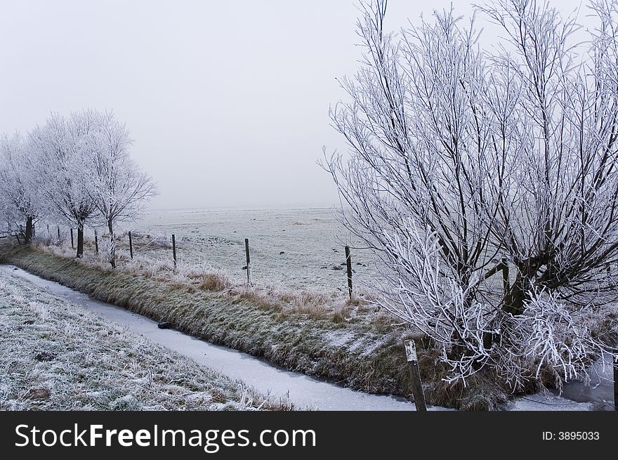 A frozen field and trees with frozen twigs. A frozen field and trees with frozen twigs