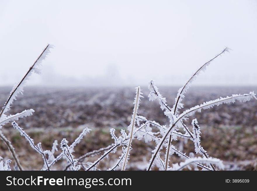 A frozen field and trees with frozen twigs. A frozen field and trees with frozen twigs