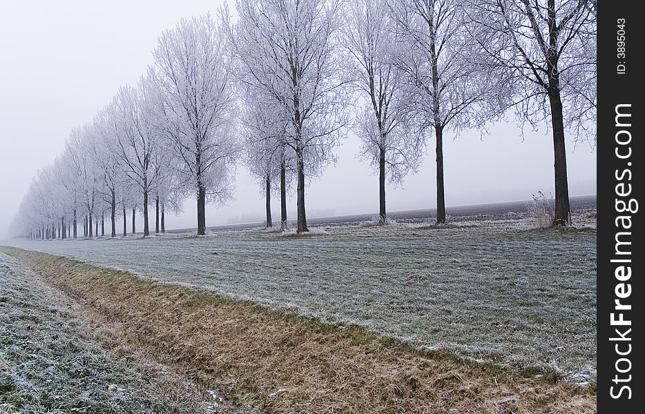 A frozen field and trees with frozen twigs. A frozen field and trees with frozen twigs