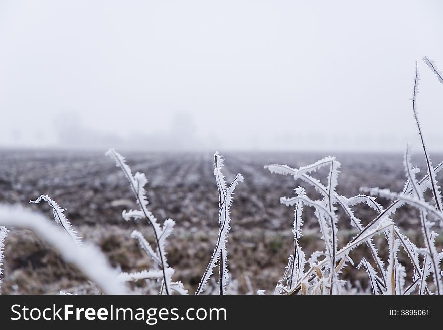 A frozen field and trees with frozen twigs. A frozen field and trees with frozen twigs