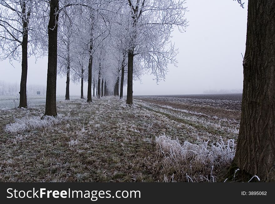 A frozen field and trees with frozen twigs. A frozen field and trees with frozen twigs