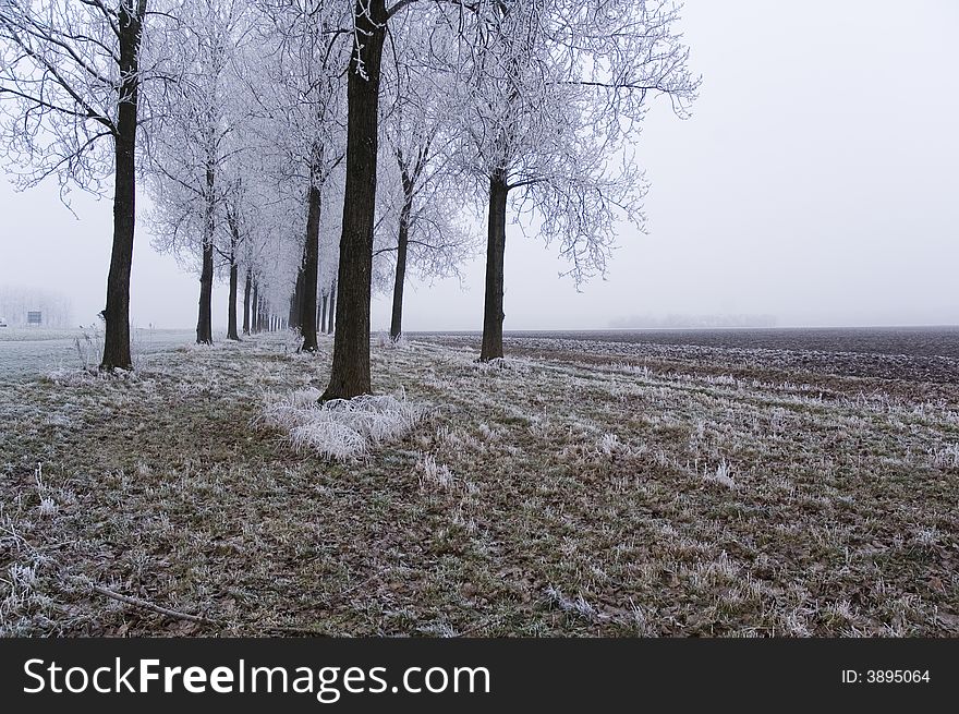 A frozen field and trees with frozen twigs. A frozen field and trees with frozen twigs