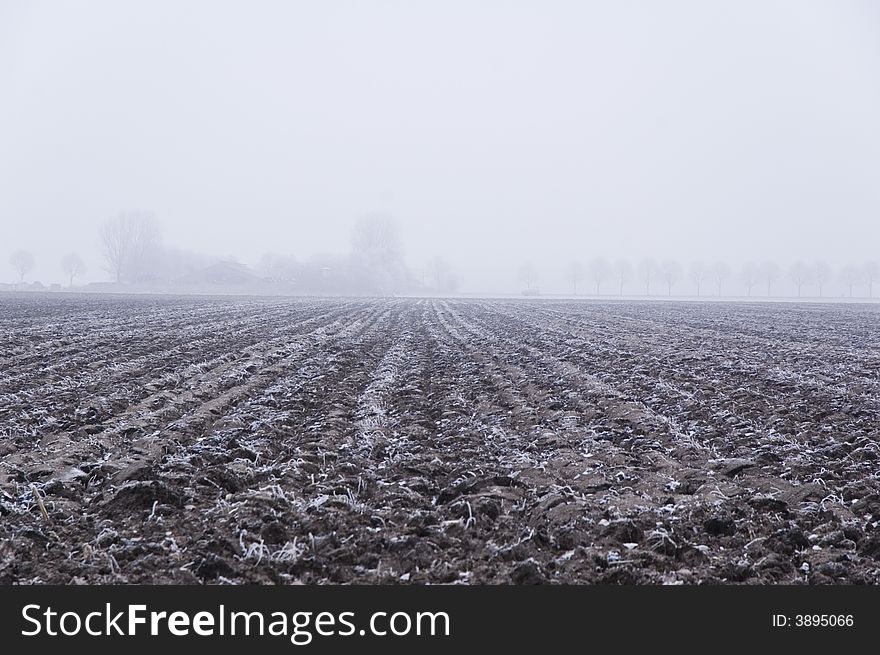 A frozen field and trees with frozen twigs. A frozen field and trees with frozen twigs